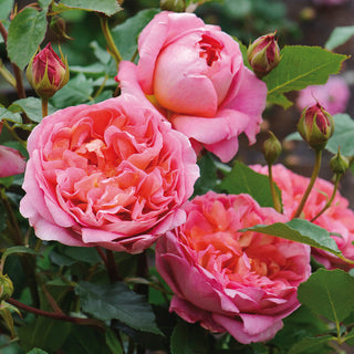 Boscobel | English Standard Rose | David Austin Roses