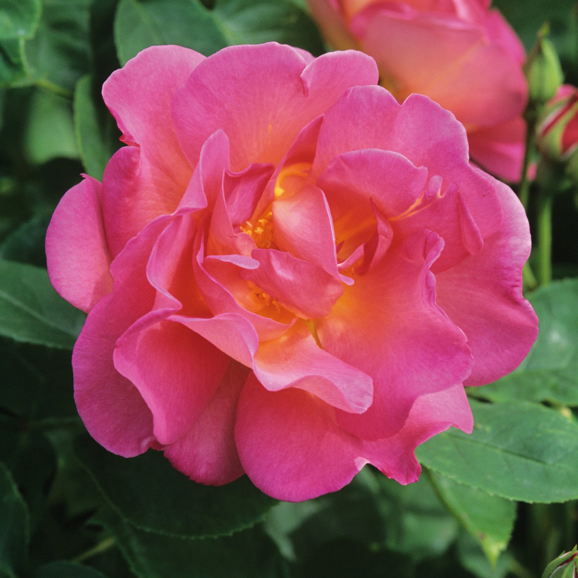 The Herbalist | English Shrub Rose | David Austin Roses