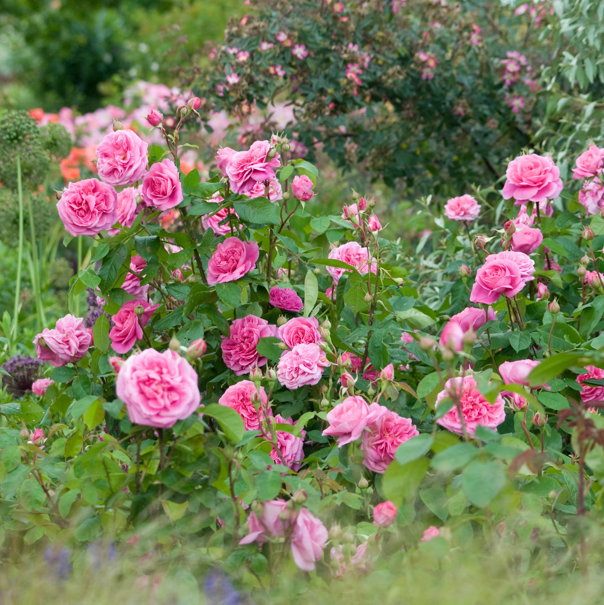 Gertrude Jekyll®