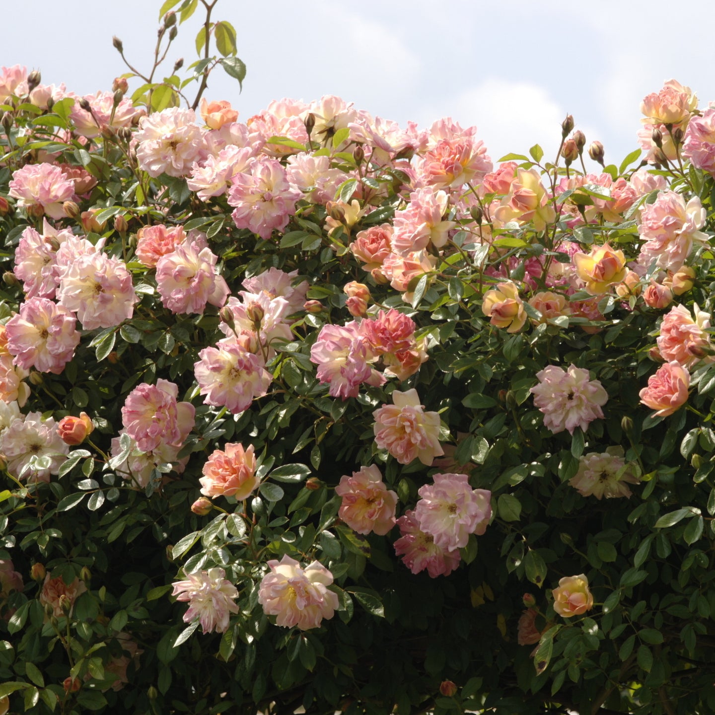 Phyllis Bide | Rambling Rose | David Austin Roses