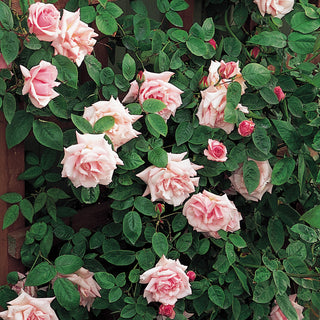 Kathleen Harrop | Climbing Rose | David Austin Roses