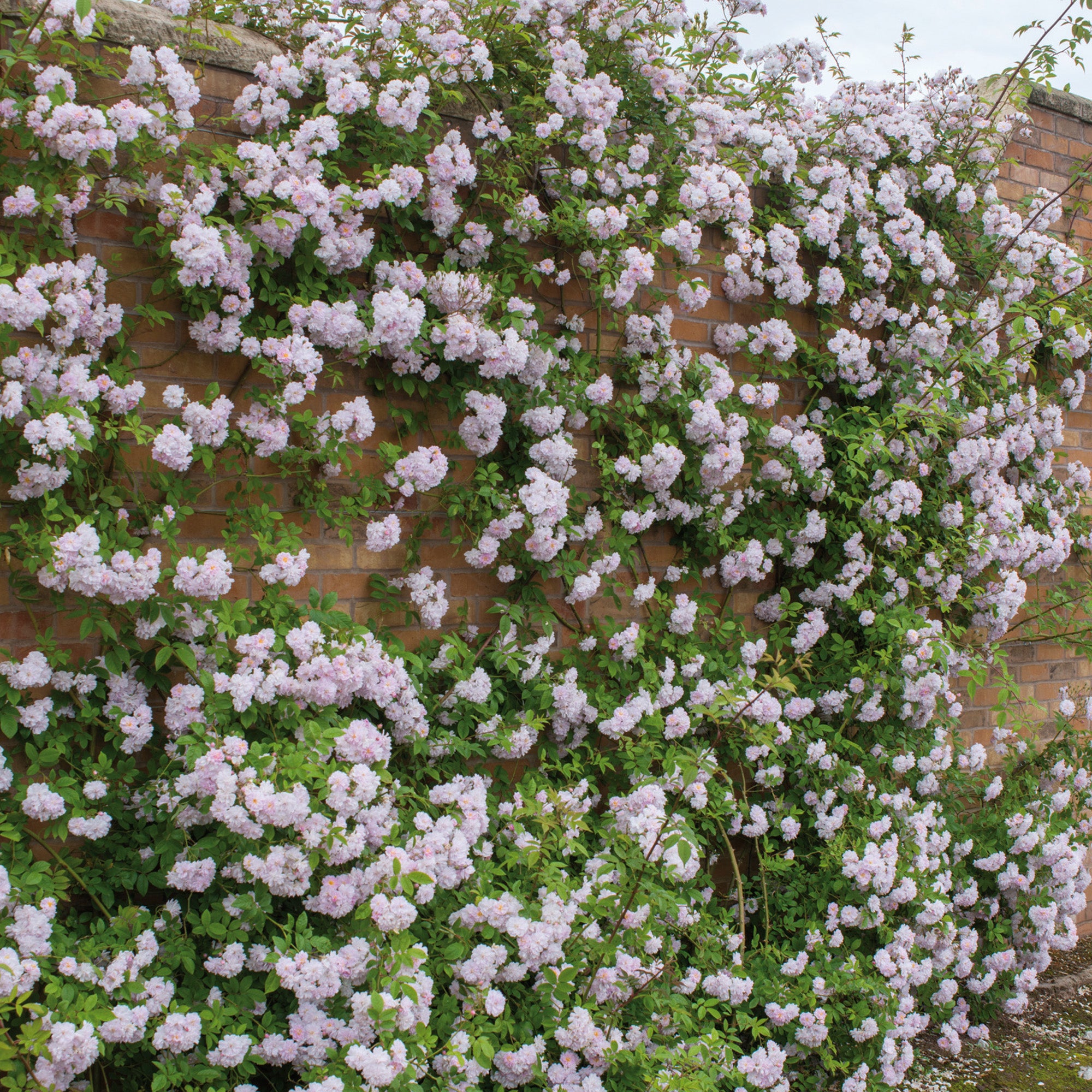 Paul's Himalayan Musk