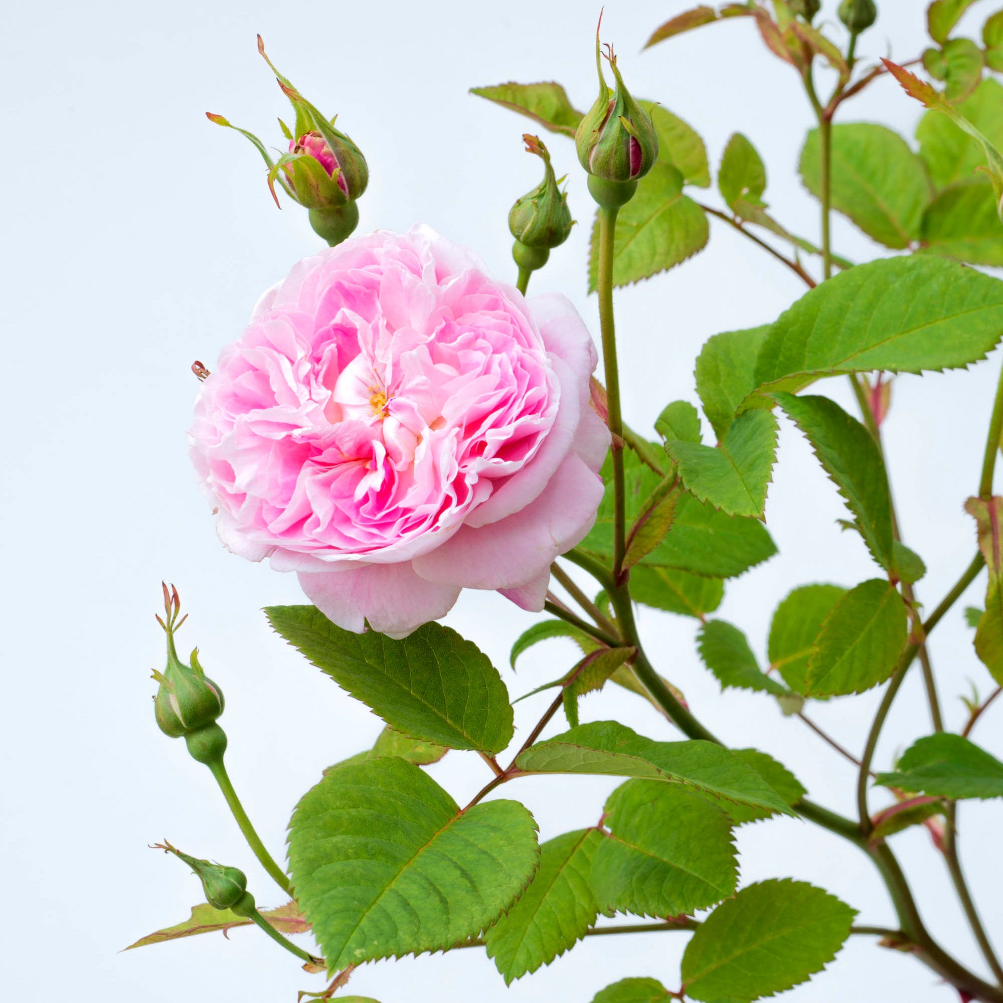 Queen Anne | English Shrub Rose | David Austin Roses