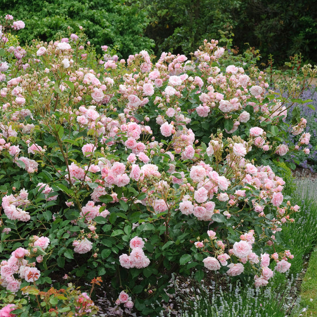 Felicia | Shrub Rose | David Austin Roses