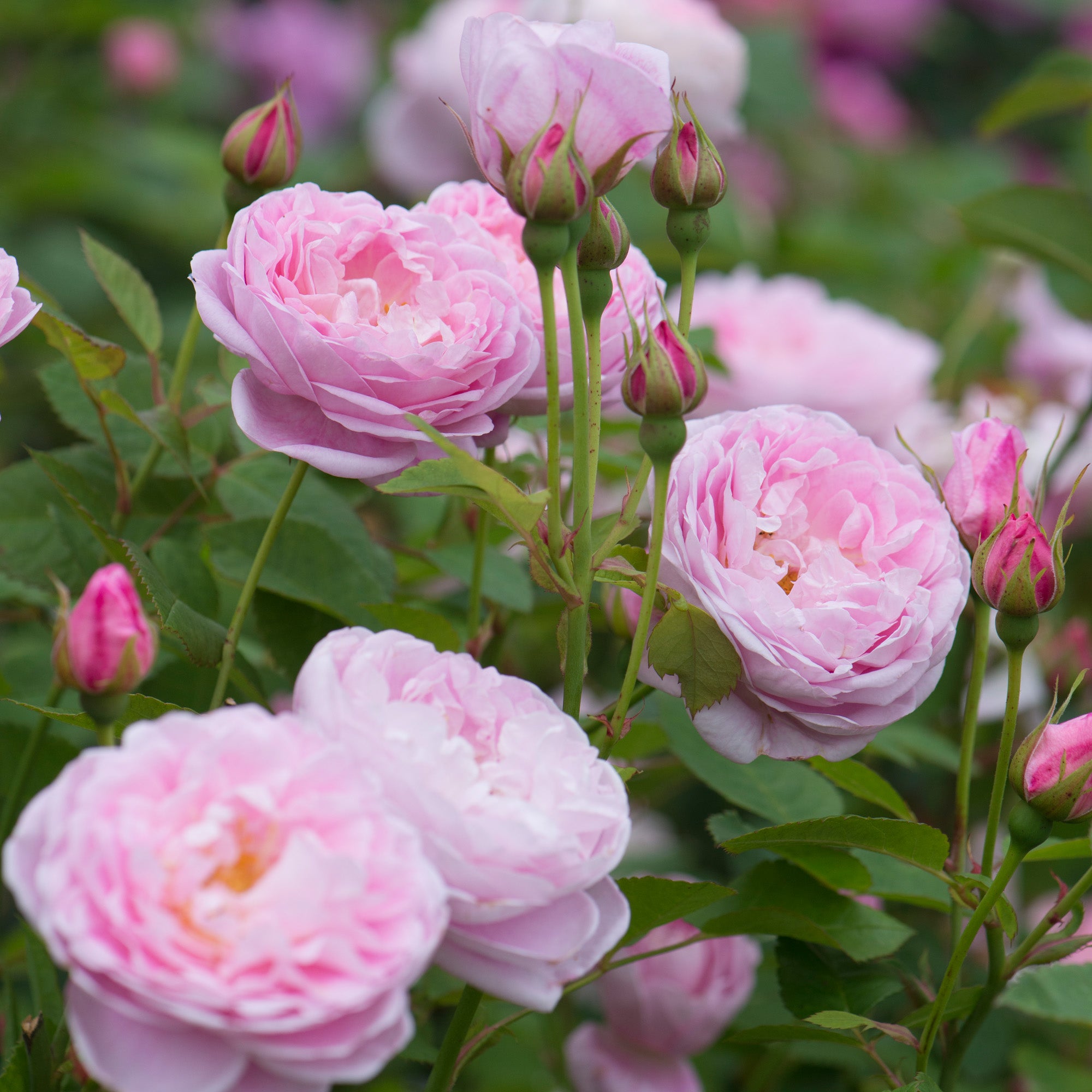 Queen Anne | English Shrub Rose | David Austin Roses