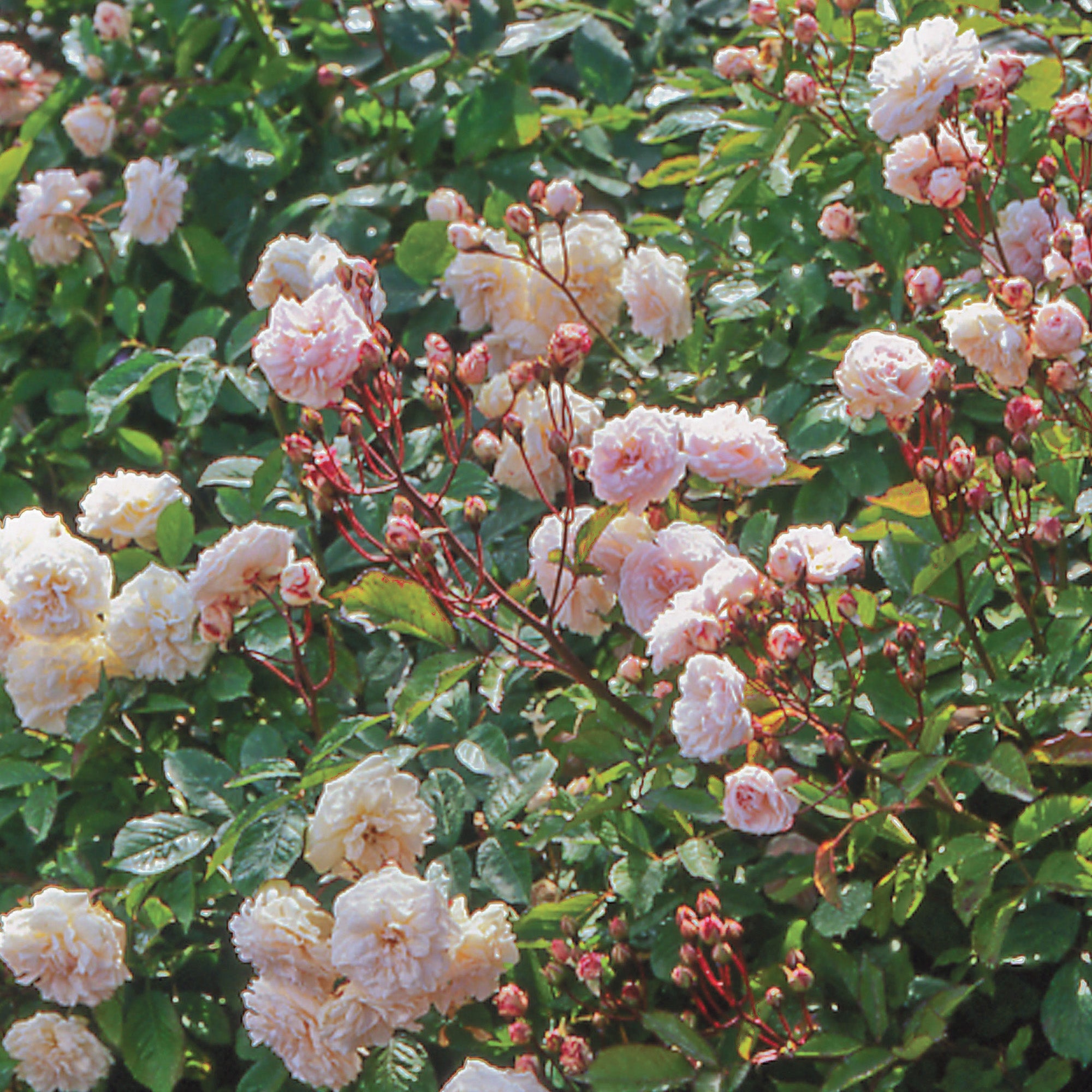 Marie Pavie | Dwarf Polyantha | David Austin Roses