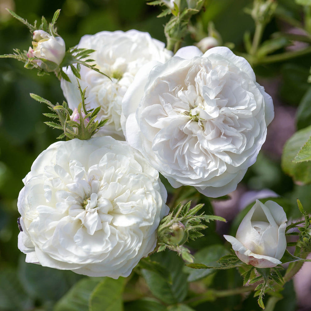 Damask Roses | David Austin Roses