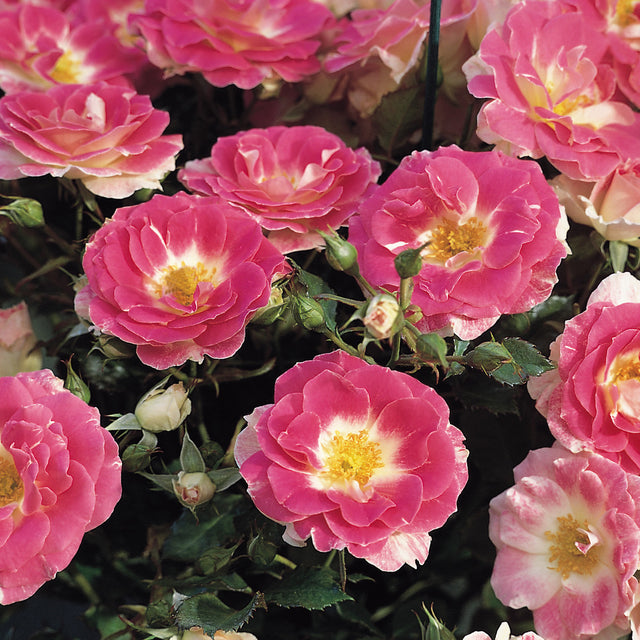 Regensberg | Patio Rose | David Austin Roses