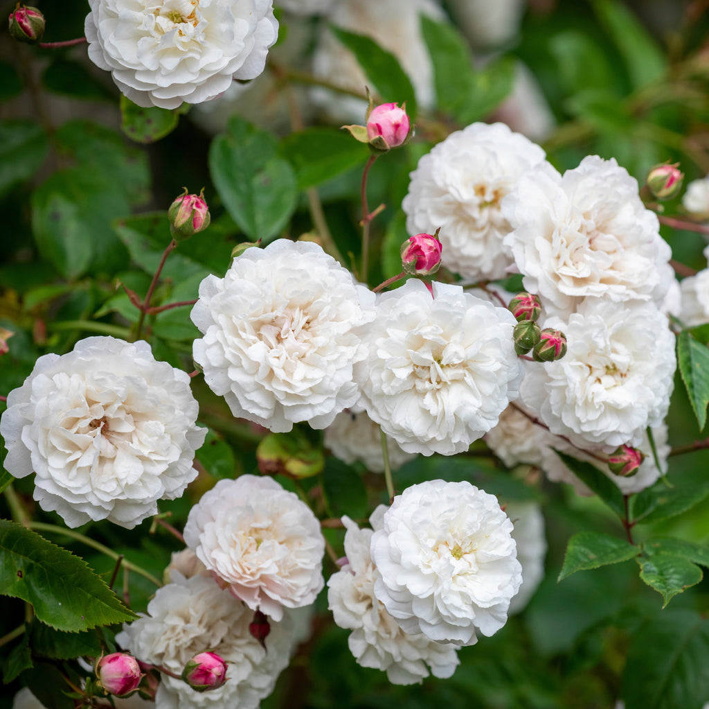 Félicité-Perpétue | Rambling Rose | David Austin Roses