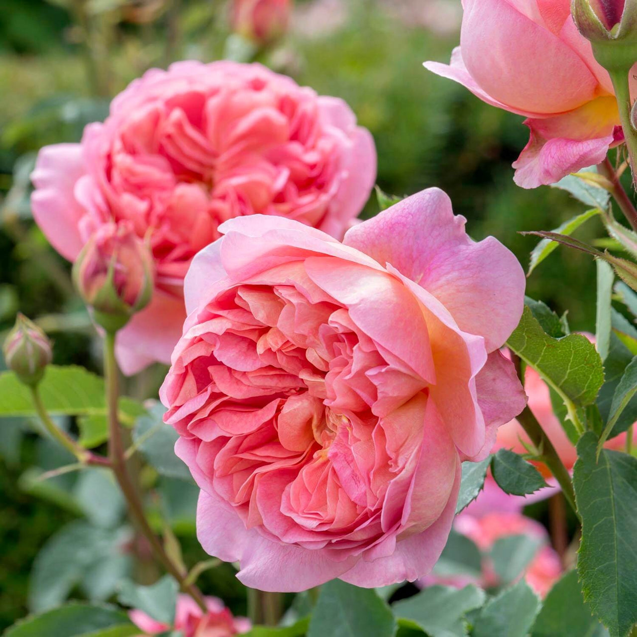 Boscobel | English Standard Rose | David Austin Roses