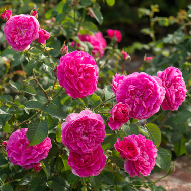 England's Rose | English Shrub Rose | David Austin Roses