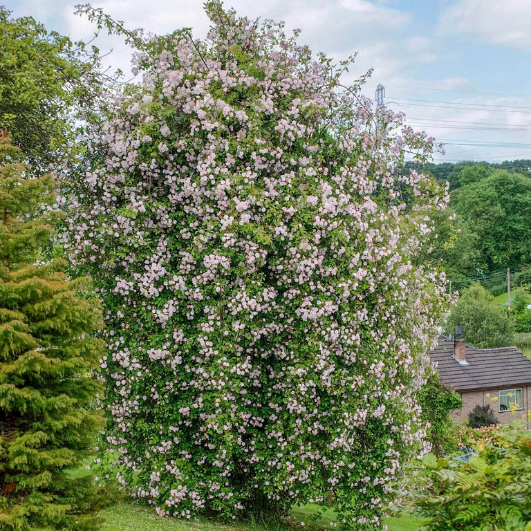 Paul’s Himalayan Musk | Rambling Rose | David Austin Roses