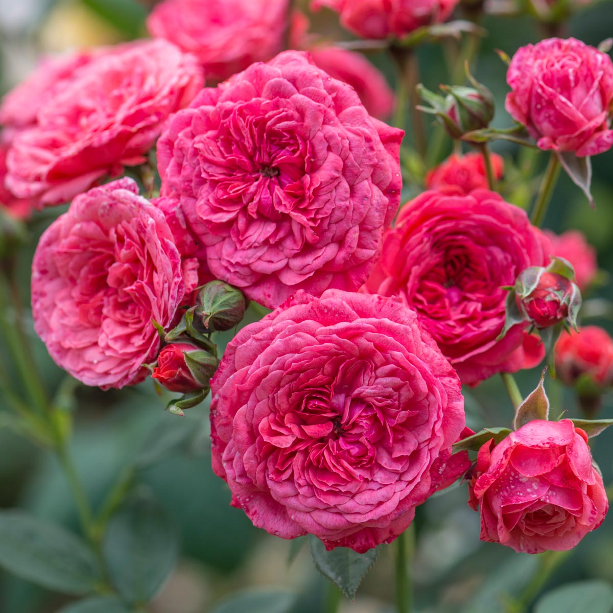 Cri Cri | Miniature Rose | David Austin Roses