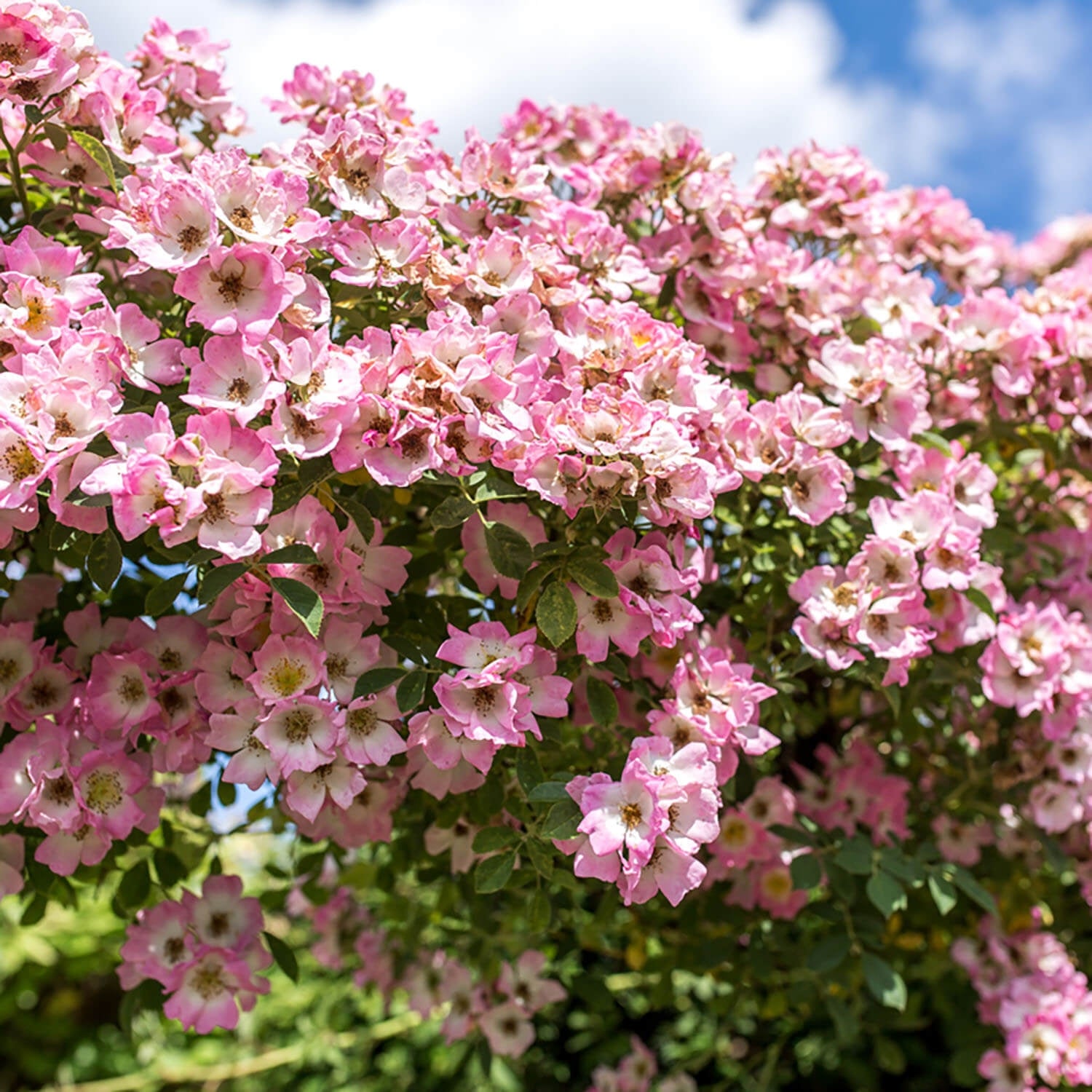 Kew Rambler