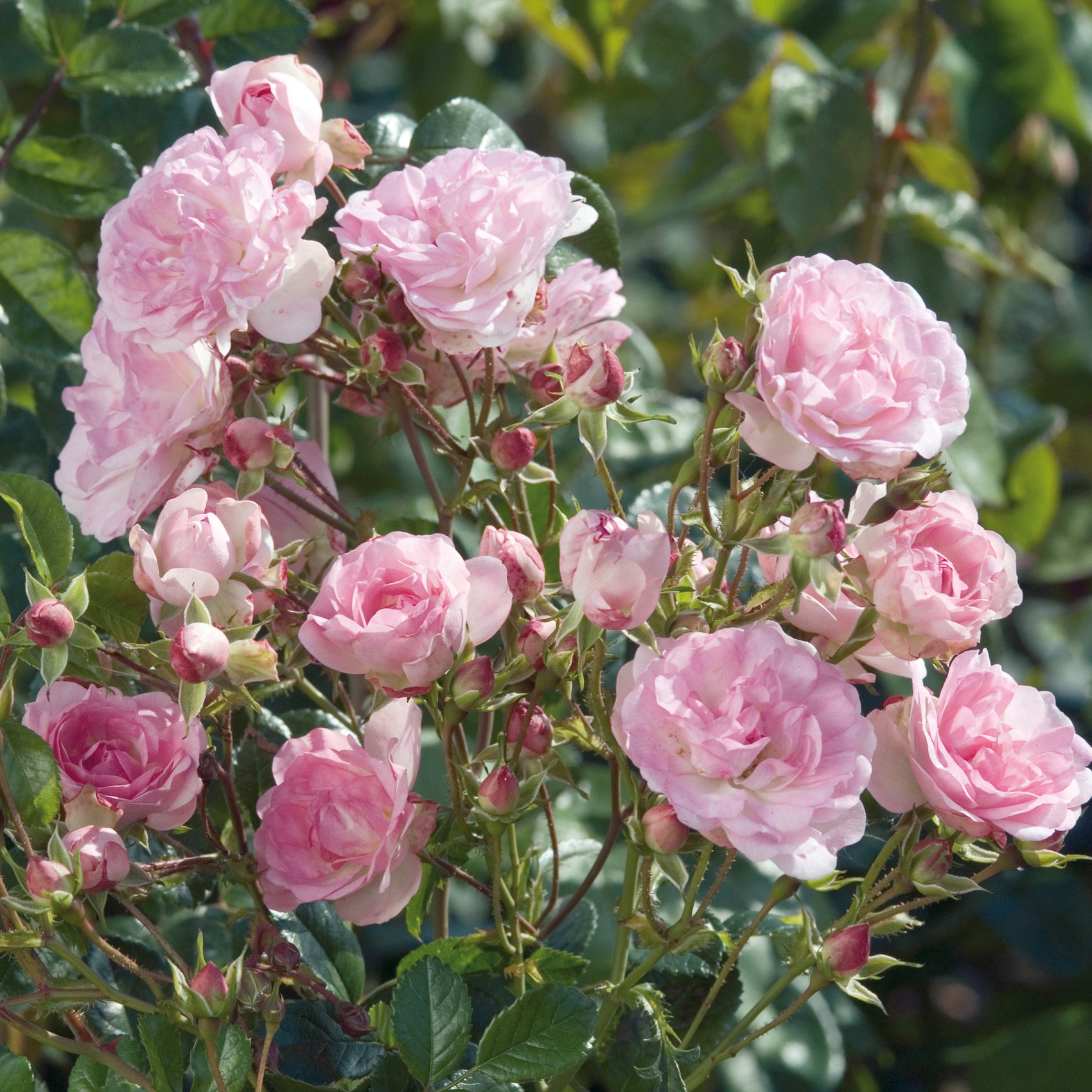 Maid of Kent | Climbing Rose | David Austin Roses