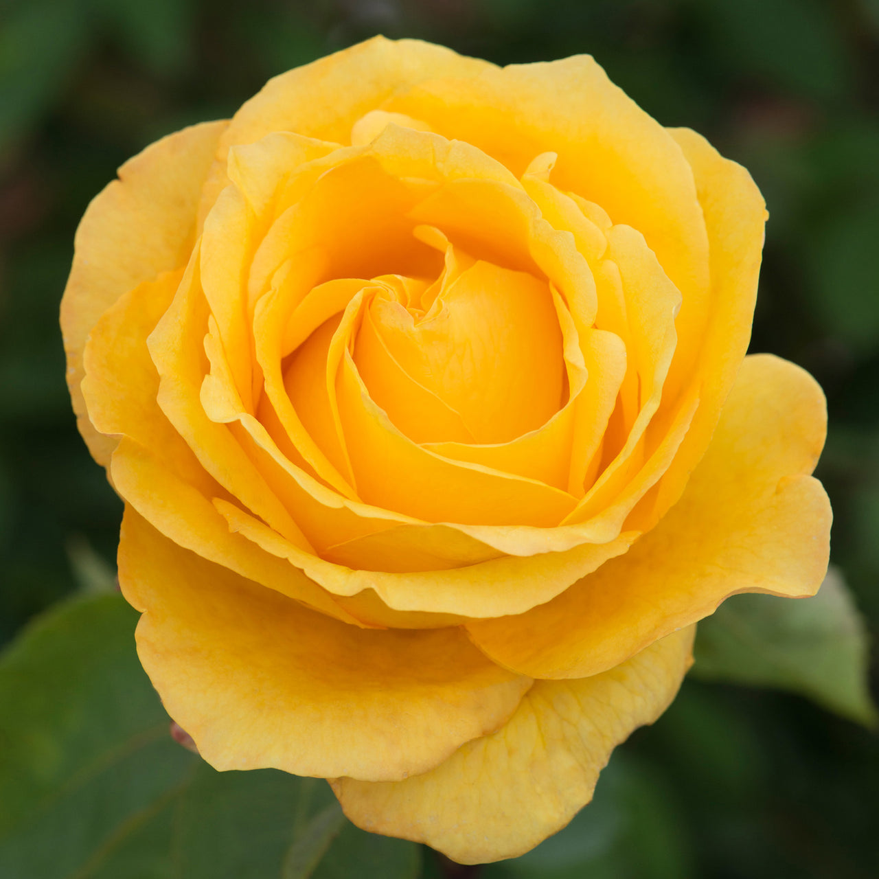 Dutch Gold | Hybrid Tea | David Austin Roses