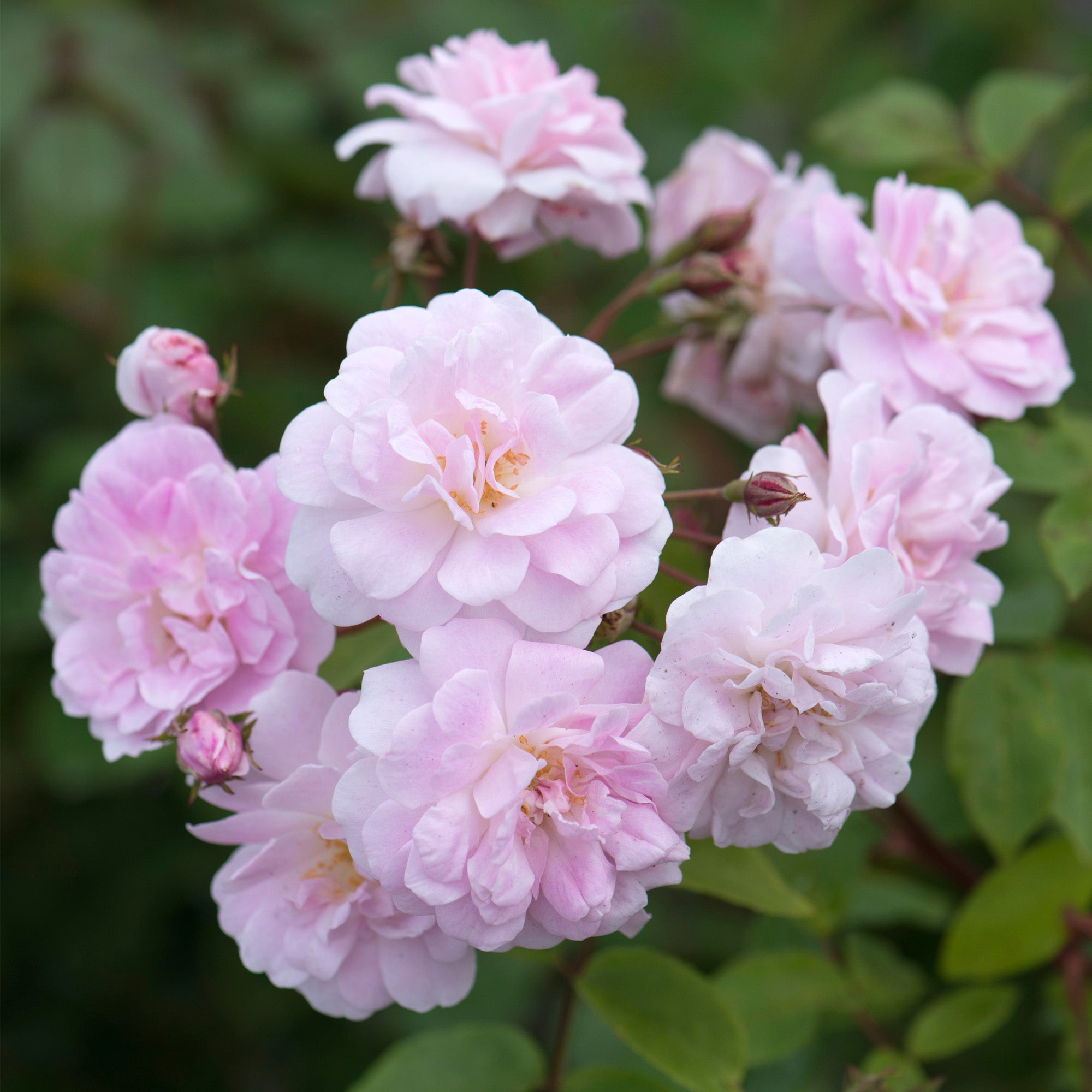 Champney's Pink Cluster