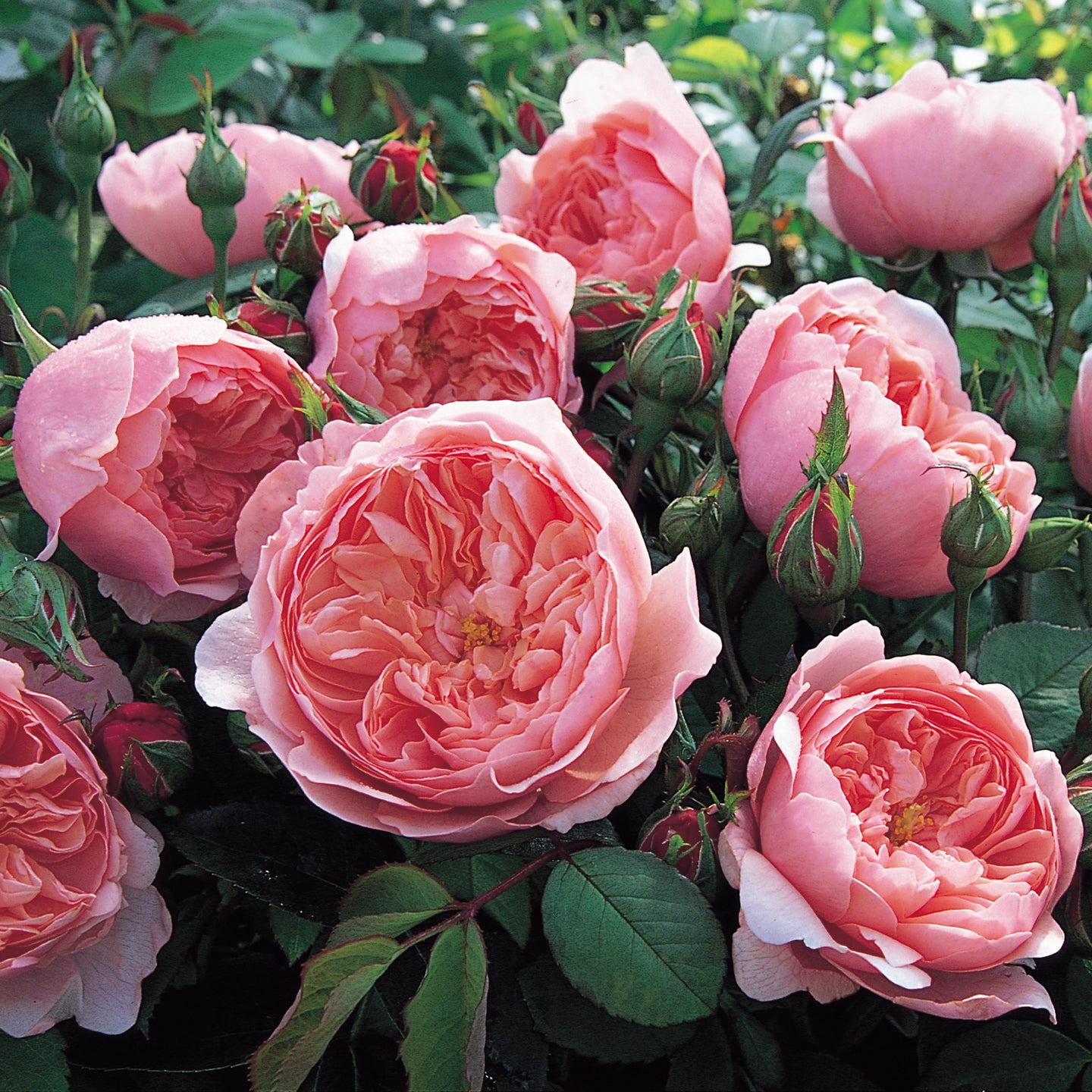 The Alnwick® Rose | English Shrub Rose | David Austin Roses