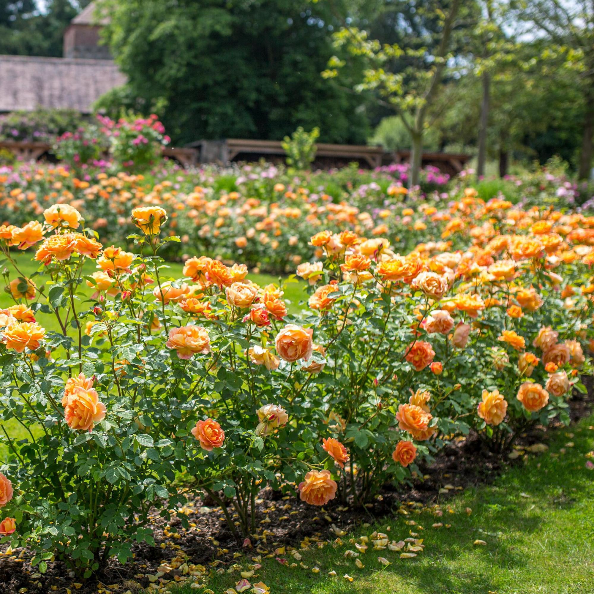 Lady of Shalott®