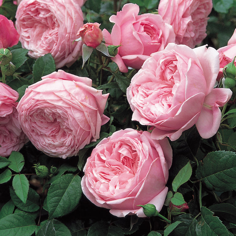 Spirit of Freedom | English Shrub Rose | David Austin Roses