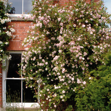 Cécile Brunner | Climbing Rose | David Austin Roses