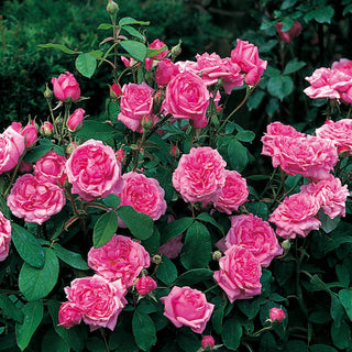 Comte de Chambord | Old Rose | David Austin Roses