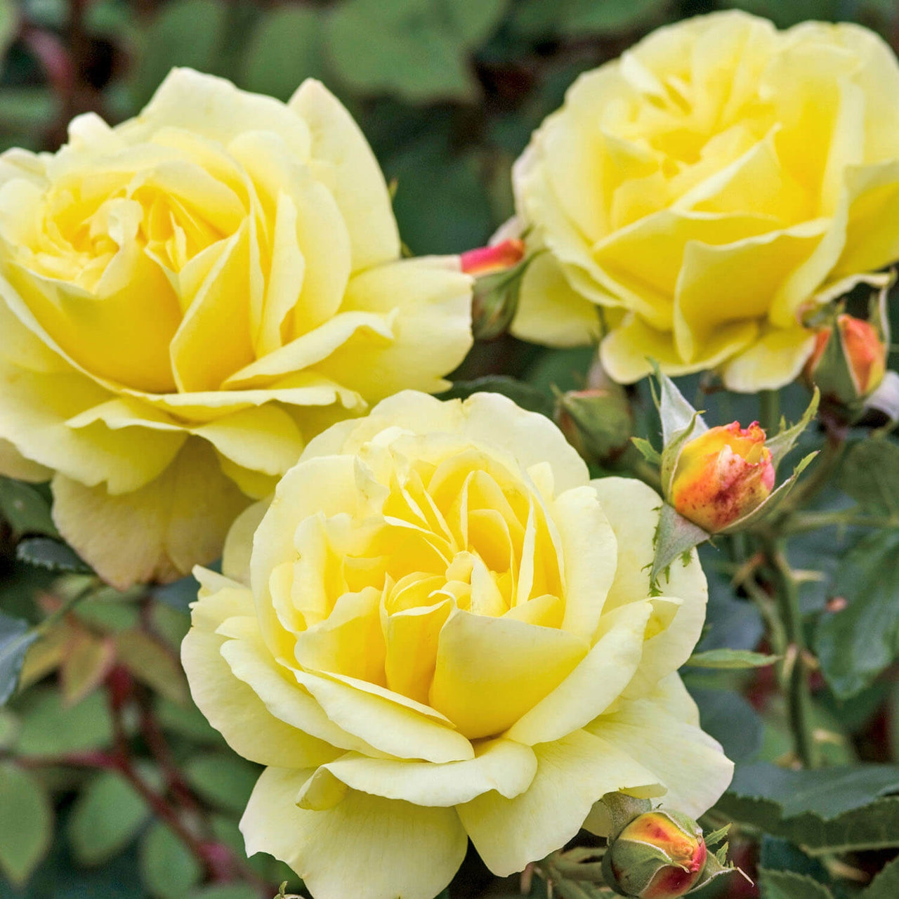 Chris | Climbing Rose | David Austin Roses