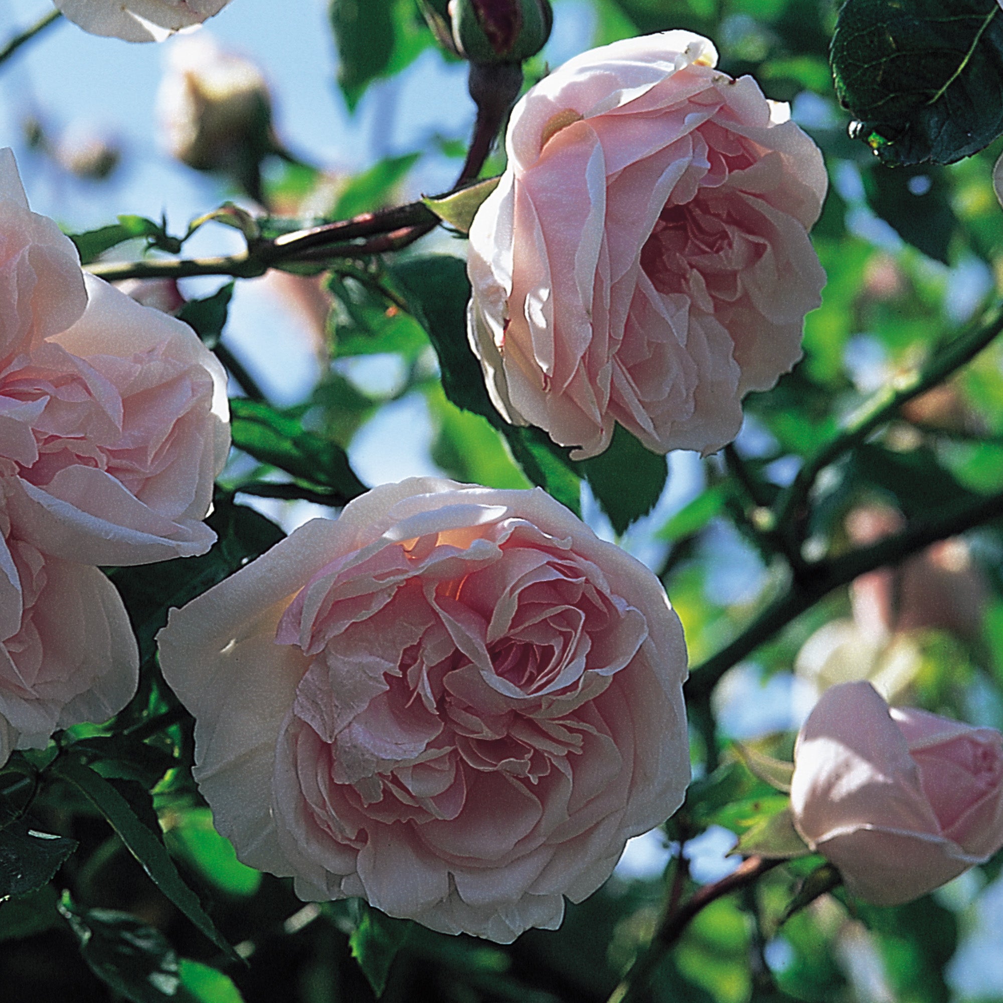 Souvenir de la Malmaison | Climbing Rose | David Austin Roses