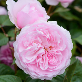 Olivia Rose Austin | English Standard Rose | David Austin Roses