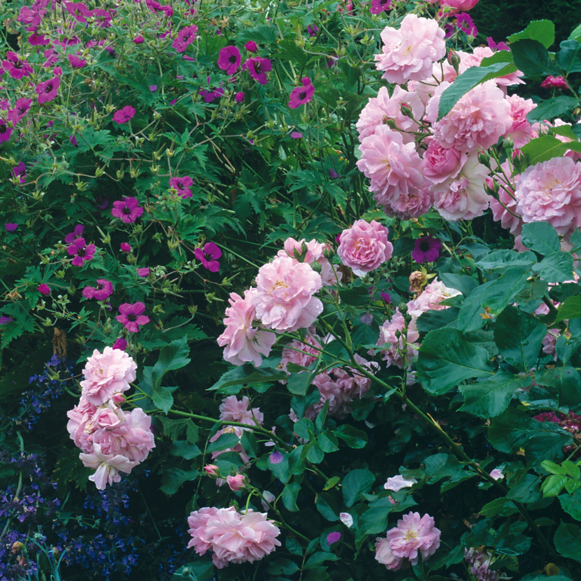 Lavender Lassie | Shrub Rose | David Austin Roses