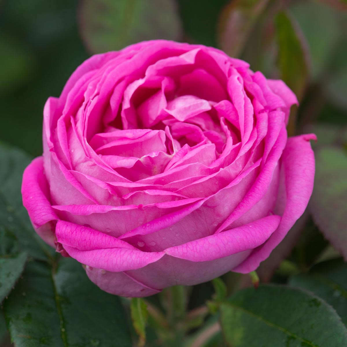 Comtesse Cécile de Chabrillant - Shop All Roses - Type