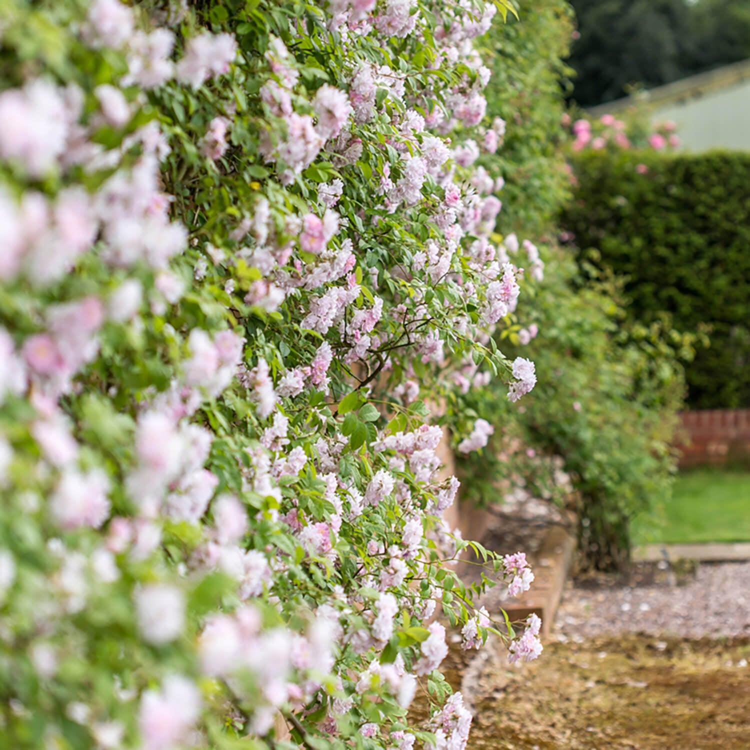 Paul's Himalayan Musk