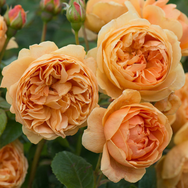 Carolyn Knight | English Shrub Rose | David Austin Roses