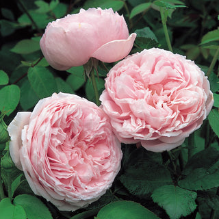 Spirit of Freedom | English Shrub Rose | David Austin Roses