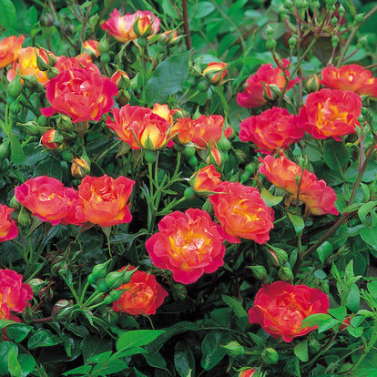 Cambridgeshire | Ground Cover Rose | David Austin Roses