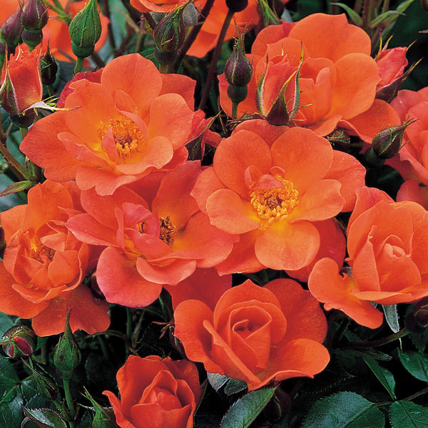 Warm Welcome | Climbing Rose | David Austin Roses