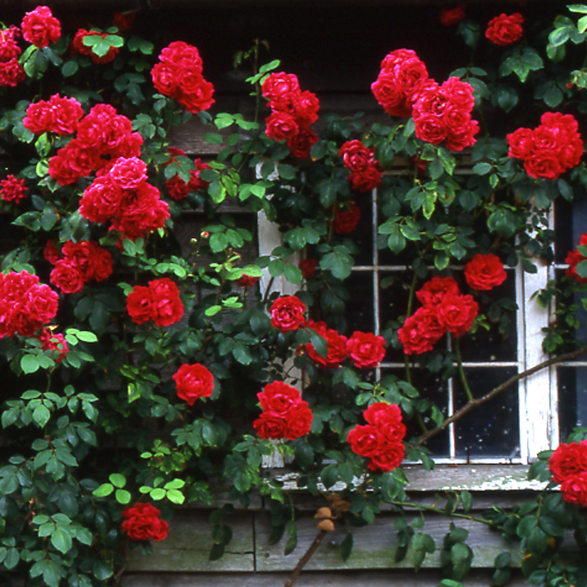 Paul’s Scarlet Climber