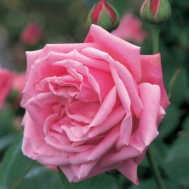 Mme. Caroline Testout | Climbing Rose | David Austin Roses