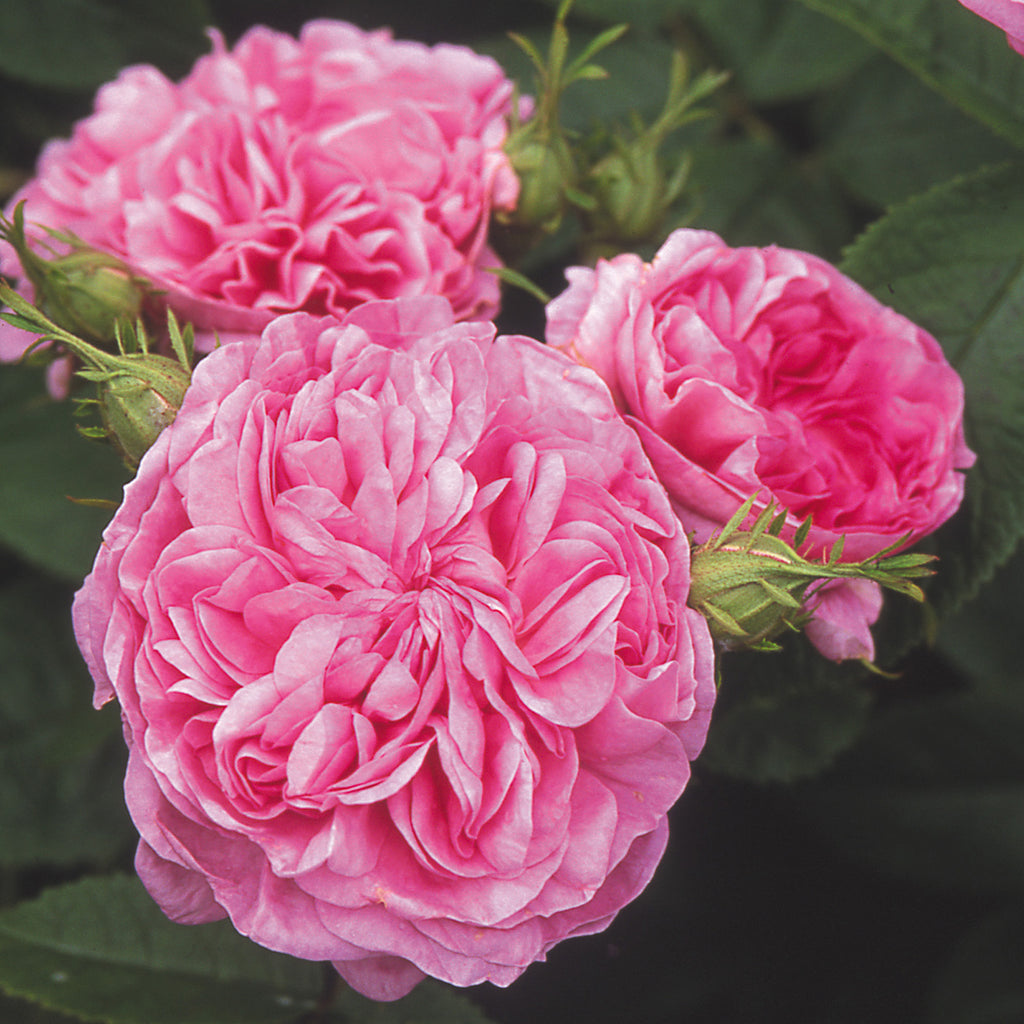 La Ville de Bruxelles | Old Rose | David Austin Roses