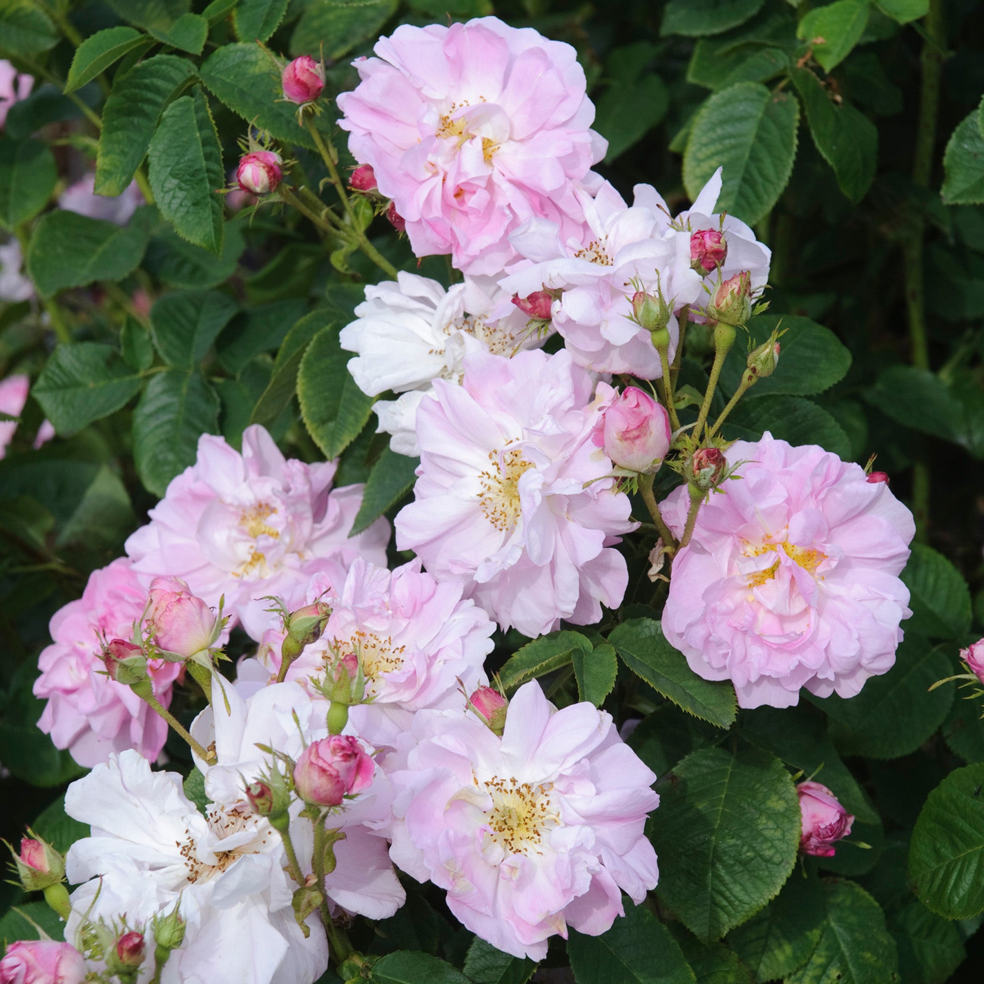 Celsiana | Old Rose | David Austin Roses