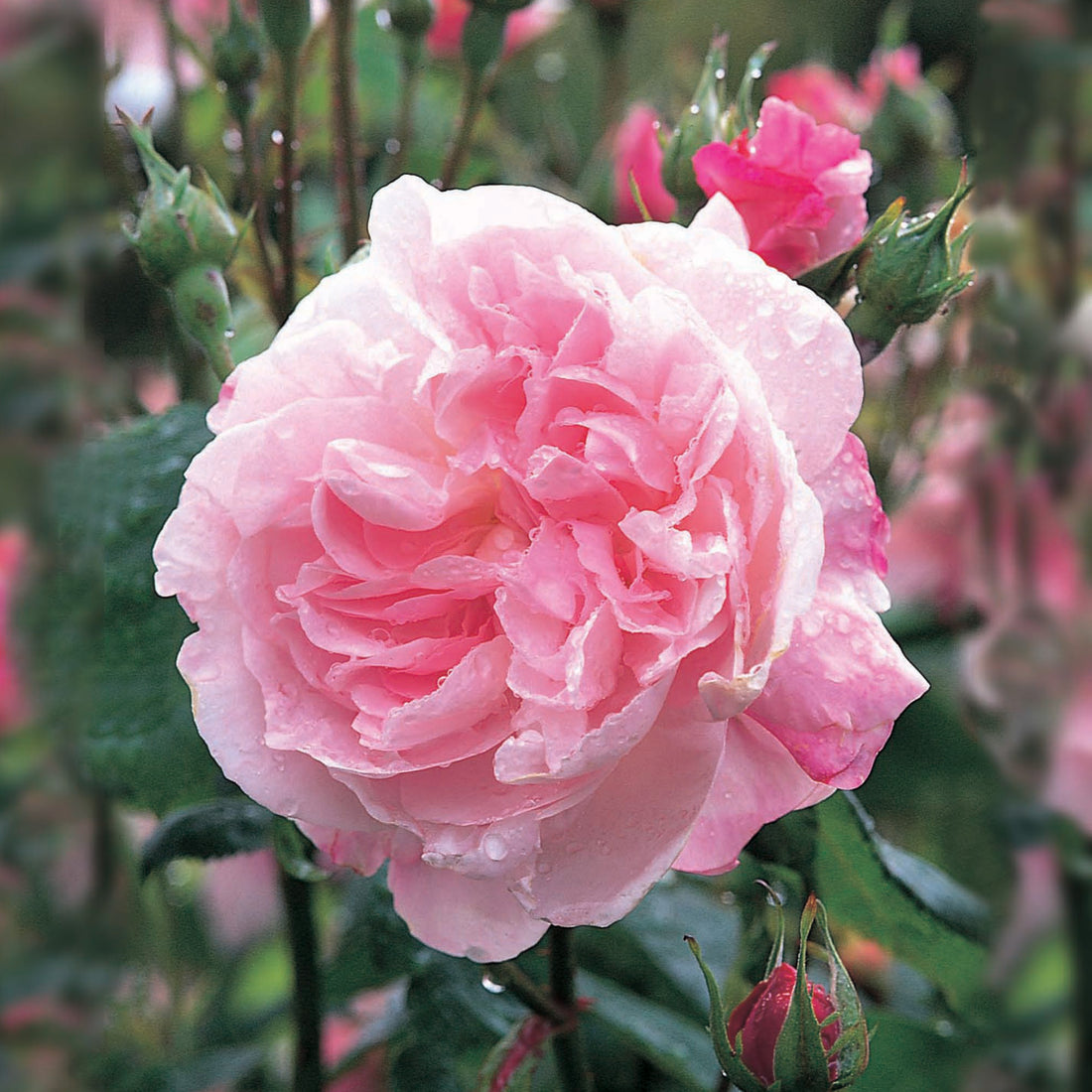 Fantin Latour | Old Rose | David Austin Roses