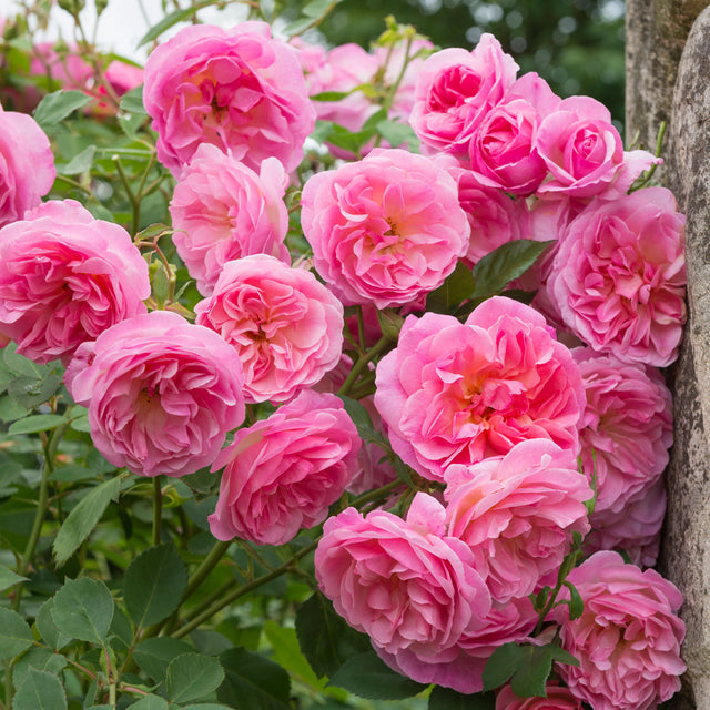 Hyde Hall | English Shrub Rose | David Austin Roses