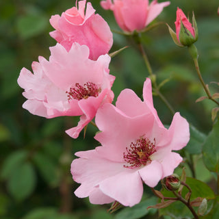 Dainty Bess | Hybrid Tea | David Austin Roses