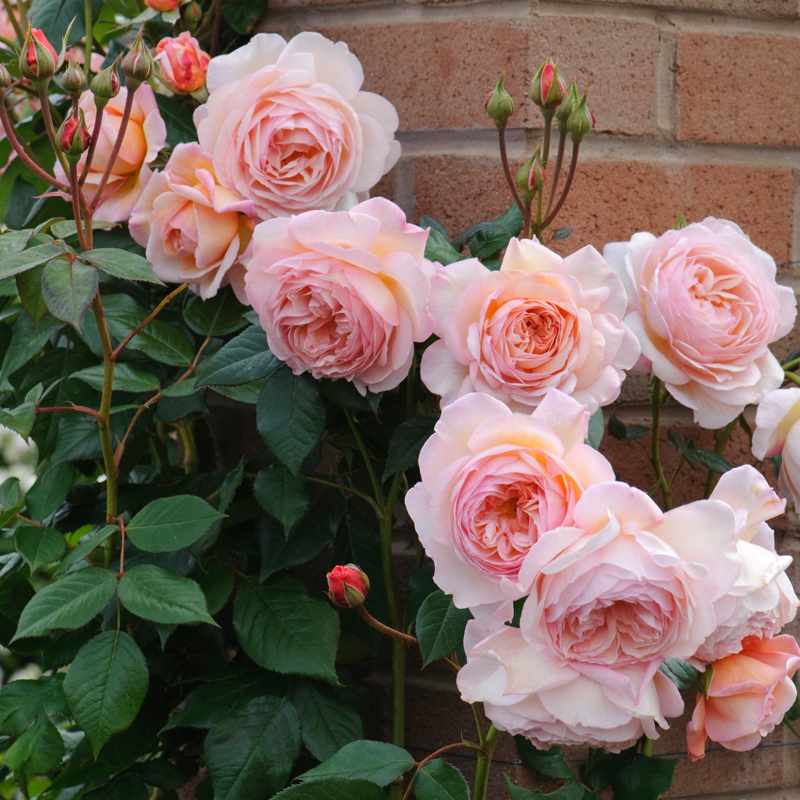 A Shropshire Lad®