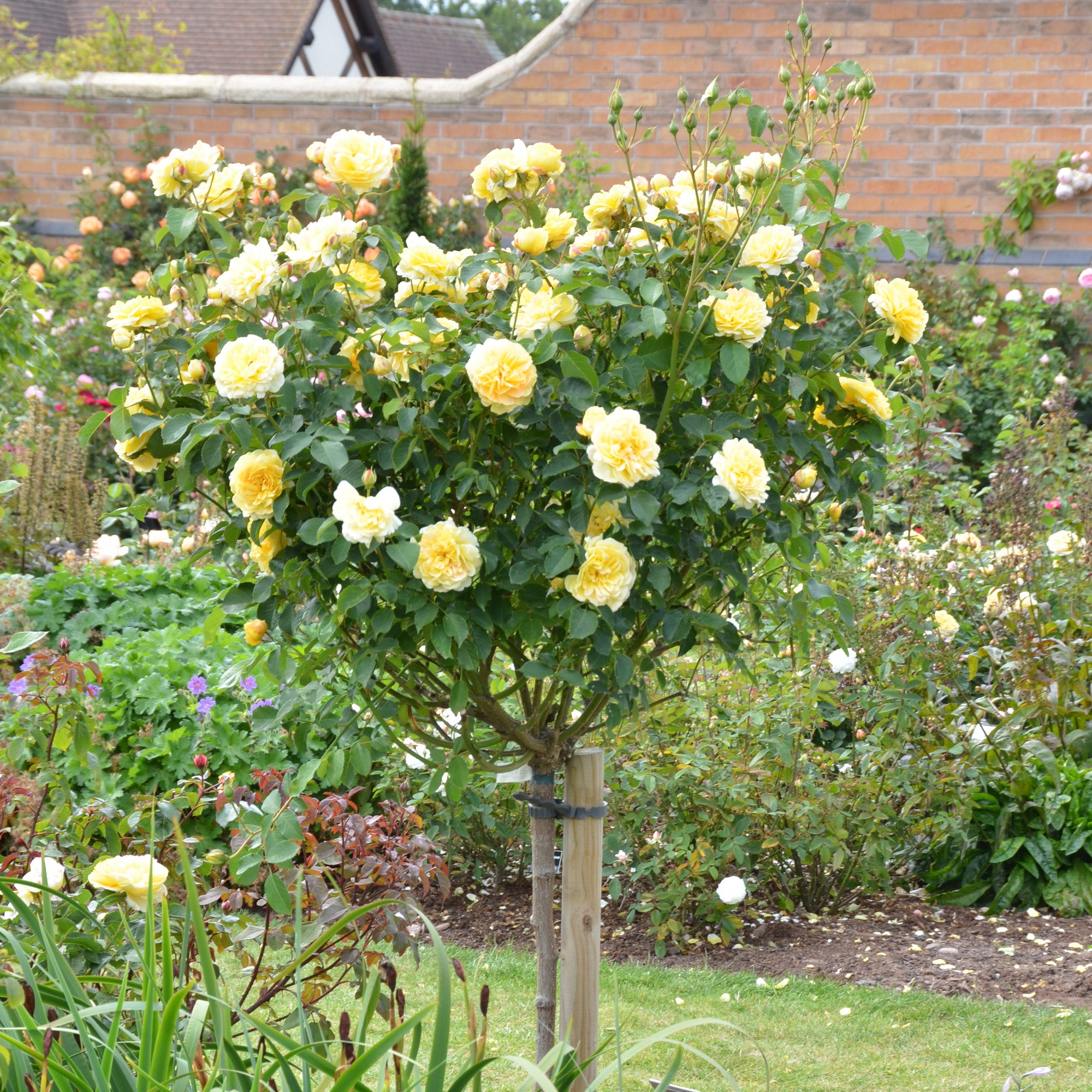 Molineux | English Standard Rose | David Austin Roses