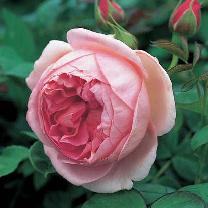 Hero | Climbing Rose | David Austin Roses