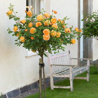 Lady of Shalott | English Standard Rose | David Austin Roses