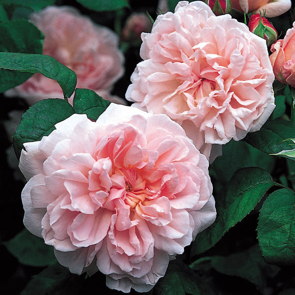 Eglantyne | English Shrub Rose | David Austin Roses