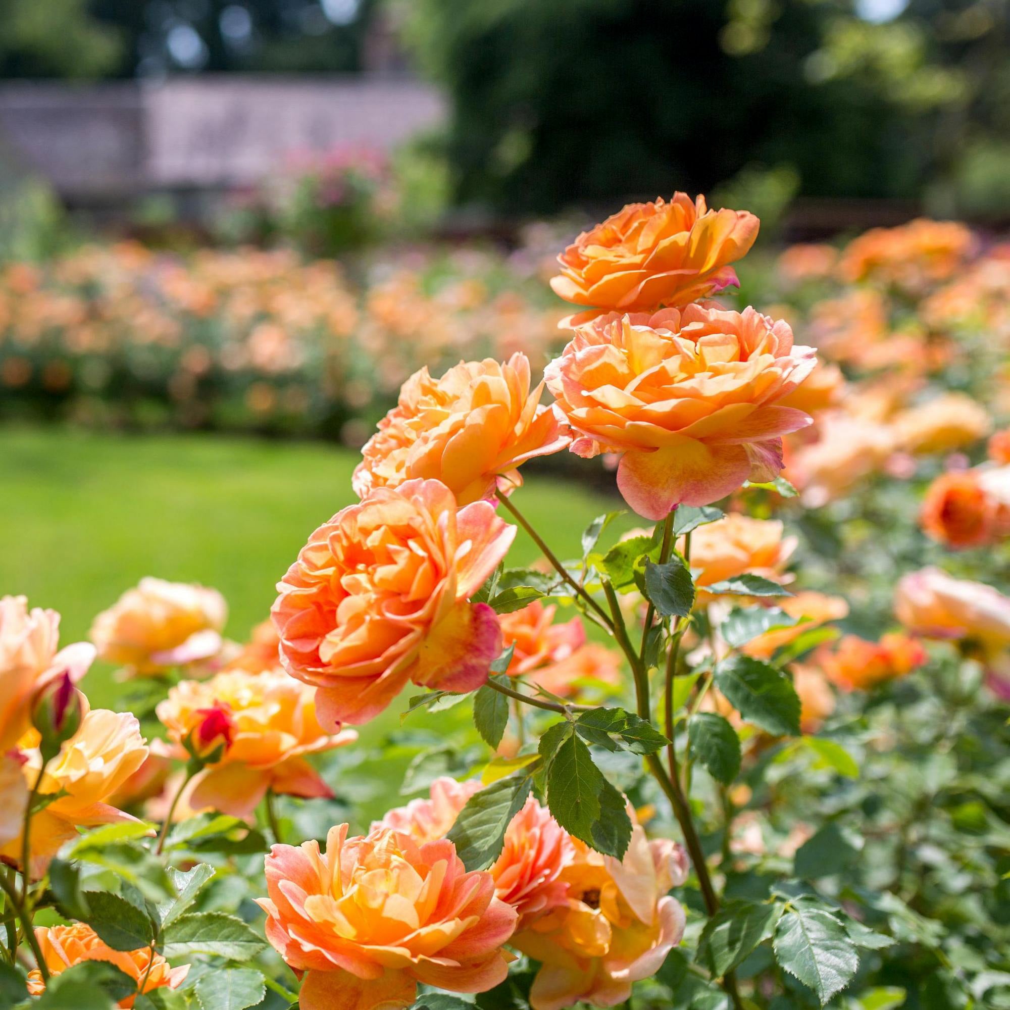 Lady of Shalott®