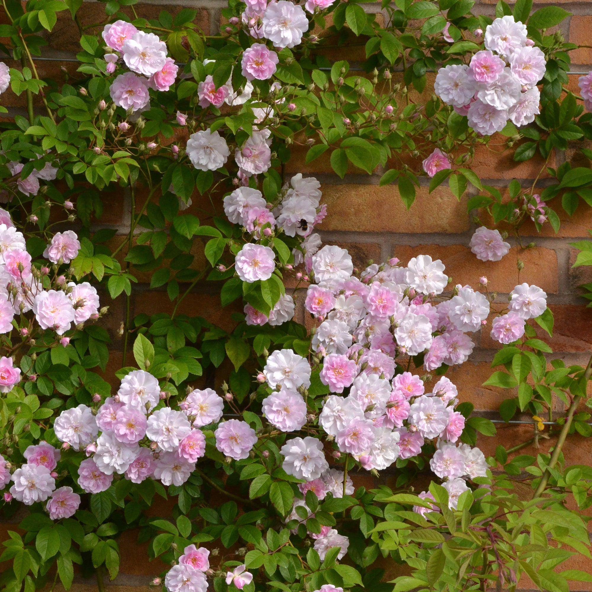 Paul's Himalayan Musk